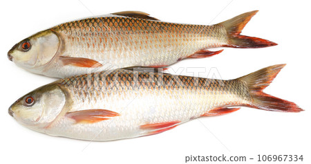 Popular Rohu or Rohit fish of Indian subcontinent Popular Rohu or Rohit fish of Indian subcontinent 106967334