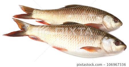 Popular Rohu or Rohit fish of Indian subcontinent 106967336