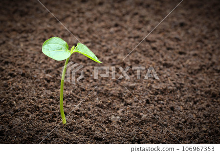 Seedling in fertile soil Seedling in fertile soil 106967353