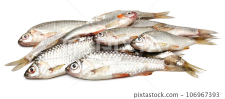 Swamp Barb 106967393