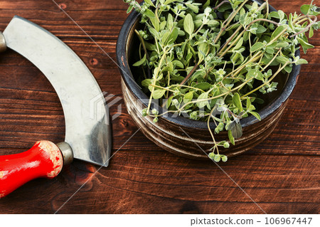 Fresh marjoram, medicinal herb. Fresh marjoram, medicinal herb. 106967447