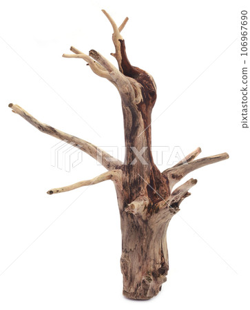 Bogwood 106967690