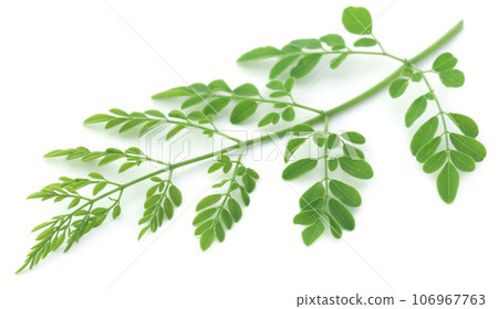 Edible moringa leaves 106967763