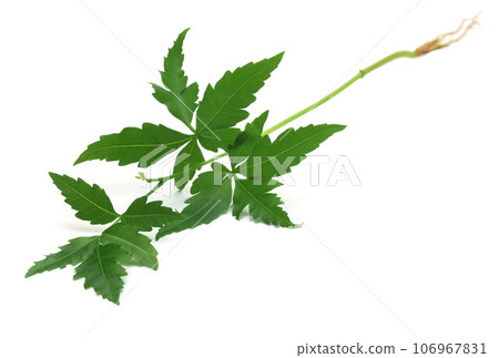 Tender medicinal neem plant Tender medicinal neem plant 106967831