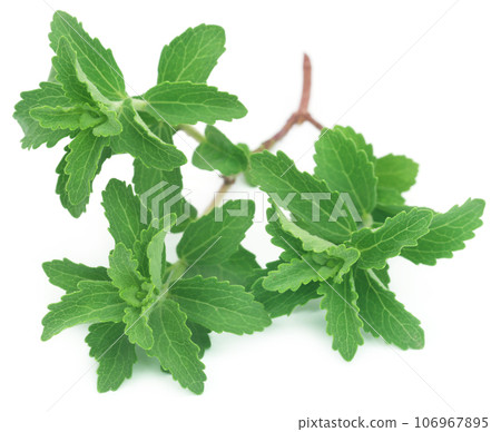 Fresh Stevia leaves 106967895