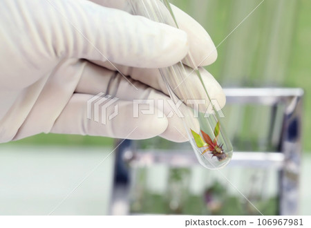 Tissue cultured plant Tissue cultured plant 106967981
