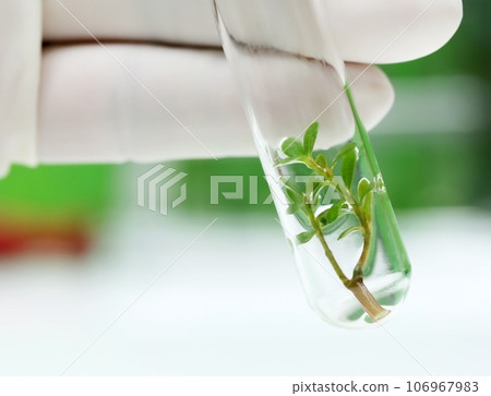 Tissue cultured plant Tissue cultured plant 106967983