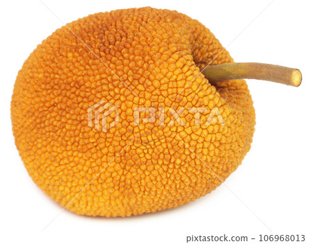 Wild jackfruit of Southeast Asia Wild jackfruit of Southeast Asia 106968013