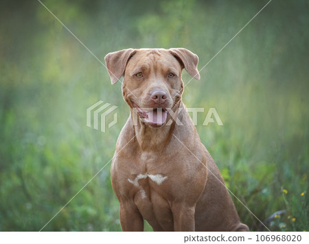 Cute dog walking in a meadow in green grass 106968020