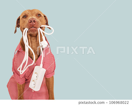 Lovable, pretty brown puppy and extension cord 106968022