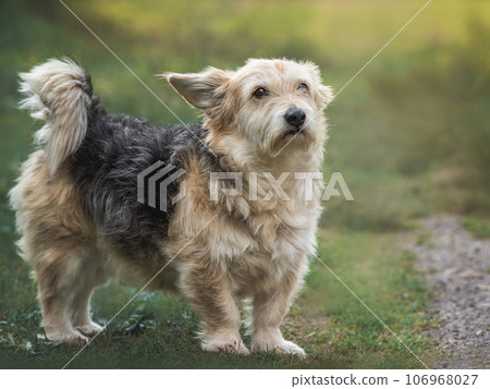 Cute dog walking in a meadow in green grass Cute dog walking in a meadow in green grass 106968027