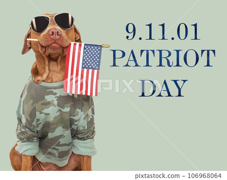 Patriot Day. Cute brown dog and American Flag Patriot Day. Cute brown dog and American Flag 106968064