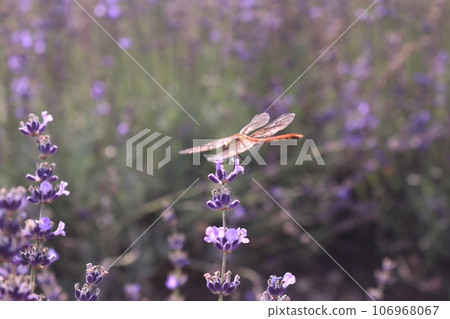 Dragonfly in the lavender field 106968067