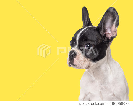 Cute puppy sitting on the table. Studio shot 106968084