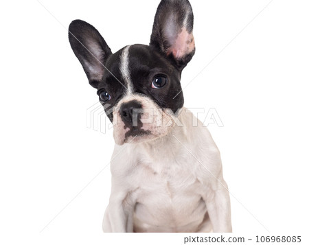 Cute puppy sitting on the table. Studio shot 106968085