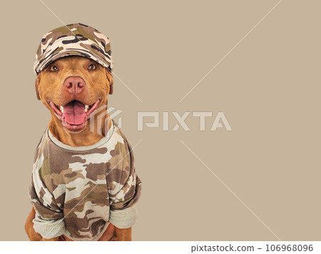 Cute brown dog, military shirt and army cap Cute brown dog, military shirt and army cap 106968096