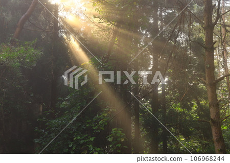 light shining in the forest light shining in the forest 106968244