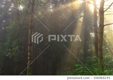 light shining in the forest light shining in the forest 106968245