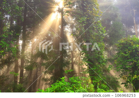 光在森林裡閃耀 106968253