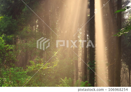 光在森林裡閃耀 106968254