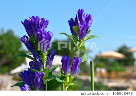purple flowers against the blue sky 106968448