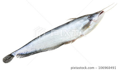 South Asian Boal fish South Asian Boal fish 106968491