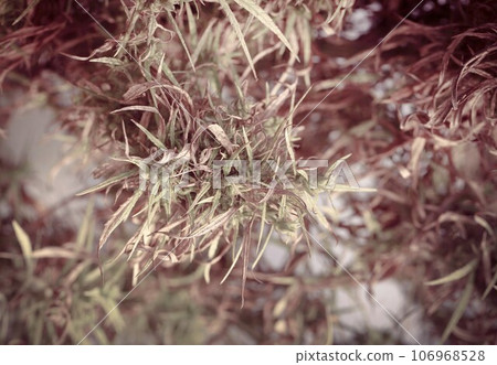 Dry leaves of medicinal cannabis Dry leaves of medicinal cannabis 106968528