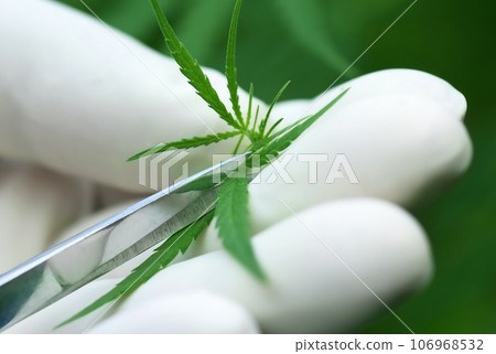 Cutting Cannabis leaves Cutting Cannabis leaves 106968532