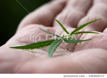 Cannabis leaves on palm Cannabis leaves on palm 106968537