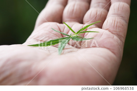 Cannabis leaves on palm Cannabis leaves on palm 106968538