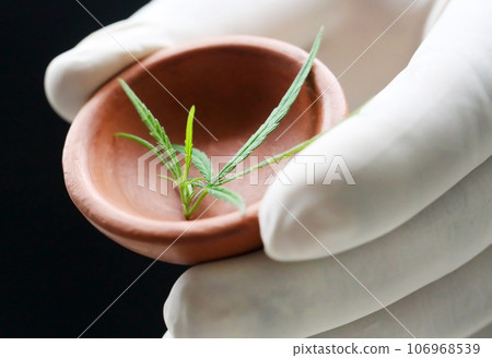 Cannabis or marijuana leaves Cannabis or marijuana leaves 106968539