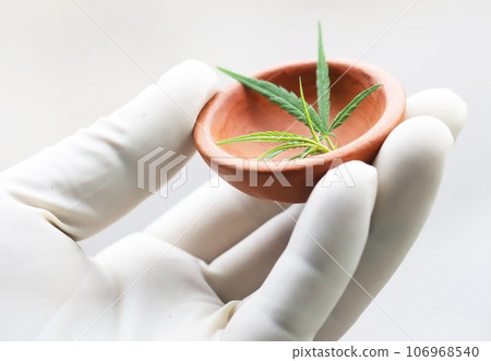 Cannabis or marijuana leaves 106968540