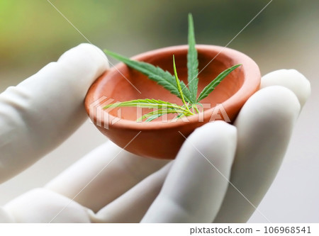 Cannabis or marijuana leaves Cannabis or marijuana leaves 106968541