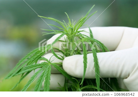 Cannabis leaves 106968542