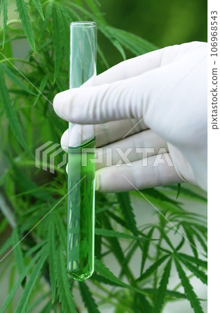 Cannabis extract in test tube Cannabis extract in test tube 106968543