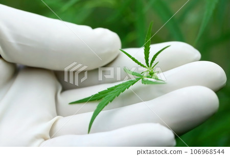 Cannabis leaves Cannabis leaves 106968544
