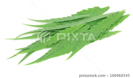 Cannabis sativa or medicinal marijuana leaves Cannabis sativa or medicinal marijuana leaves 106968545
