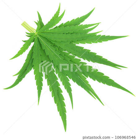 Cannabis sativa or medicinal marijuana leaves Cannabis sativa or medicinal marijuana leaves 106968546