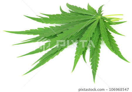 Cannabis sativa or medicinal marijuana leaves Cannabis sativa or medicinal marijuana leaves 106968547