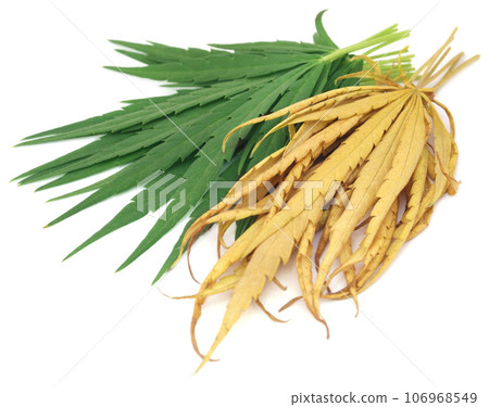 Dry and green leaves Dry and green leaves 106968549