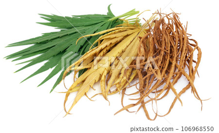 Dry and green leaves Dry and green leaves 106968550