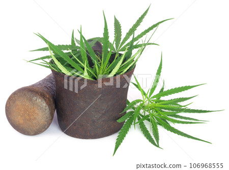 Cannabis or marijuana leaves in a vintage mortar 106968555