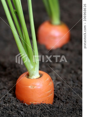 Organic carrots Organic carrots 106968616