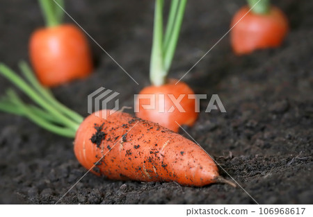 Organic carrots Organic carrots 106968617