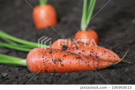 Organic carrots Organic carrots 106968618