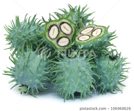 Green castor beans 106968626