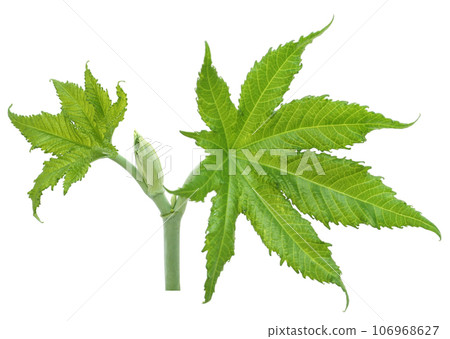 Green castor leaves 106968627