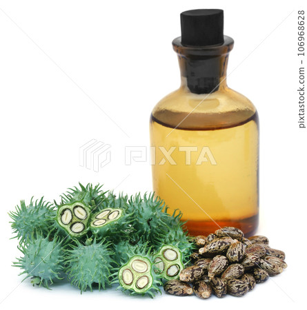 Green castor beans 106968628