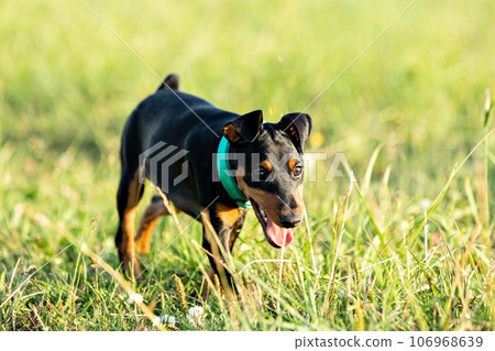 Portrait of a black and tan miniature pinscher puppy walking in green grass 106968639