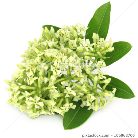 Flowers of Alstonia scholaris Flowers of Alstonia scholaris 106968706